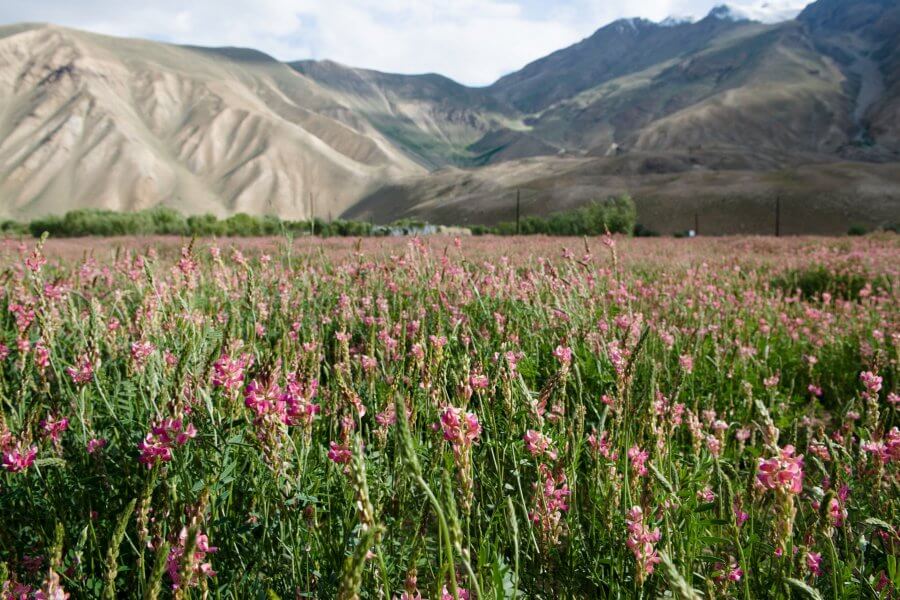 Растительность Таджикистана